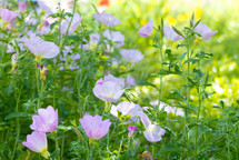 pink evening primrose with green leaves and soft focus yellow and green background