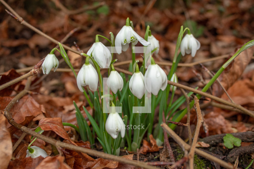 Cluster of White Snowdrops in the Woods