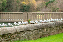 A Line of Black-Headed Gulls on a Wall