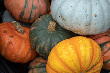 An Array of Large Multi Coloured Pumpkins
