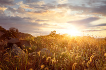 Foxtail plants landscape with golden hour sunset