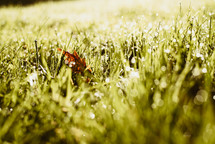 dew on green grass 