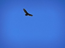 soaring eagle 