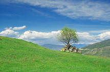 Solitary tree on green, rolling hills under a clear blue sky.