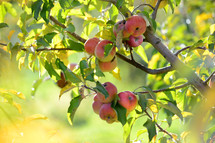 Apple tree full of fruit.