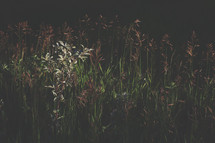 tall grass at night 