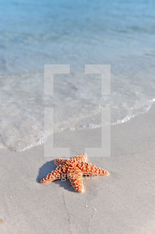 A starfish on a sandy beach.