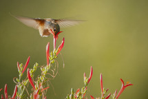 hummingbird gathering nectar 