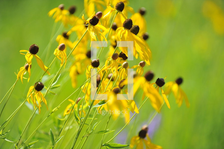 Black-eyed Susan flowers in a field of grass.
