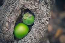 Green fruit in a tree knot hole.