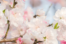 bright and soft pink and white flowering tree blossoms in springtime
