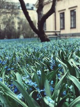blue flowers in green grass 
