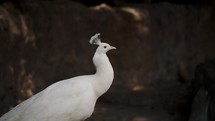 Close Up Of Rare White Peacock In The Wilderness.	