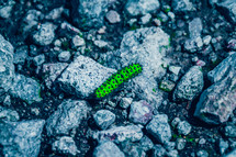 caterpillar on gravel 