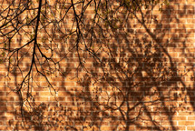 tree branches, brick wall, sunlight and shadows, some emerging spring growth