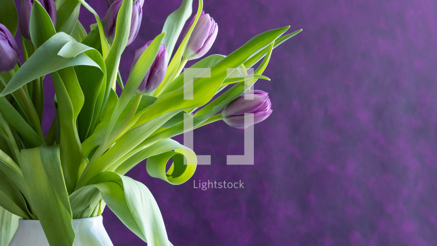 tulips in a vase on a purple background 