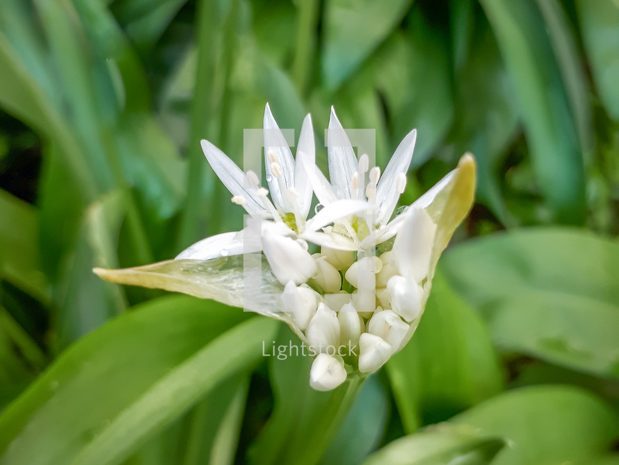 Wild Garlic Flower Blossoming in Green Leaves