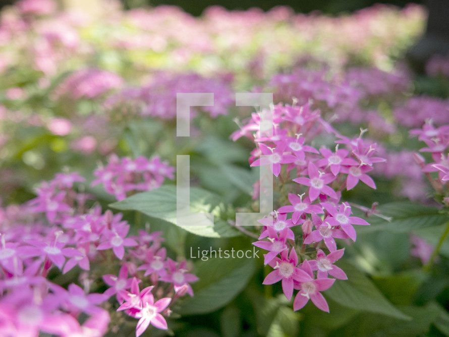pink pentas in dappled garden light