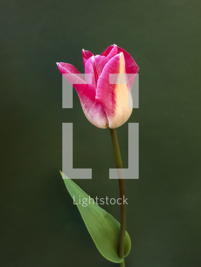 Pink and White Tulip on a Green Background