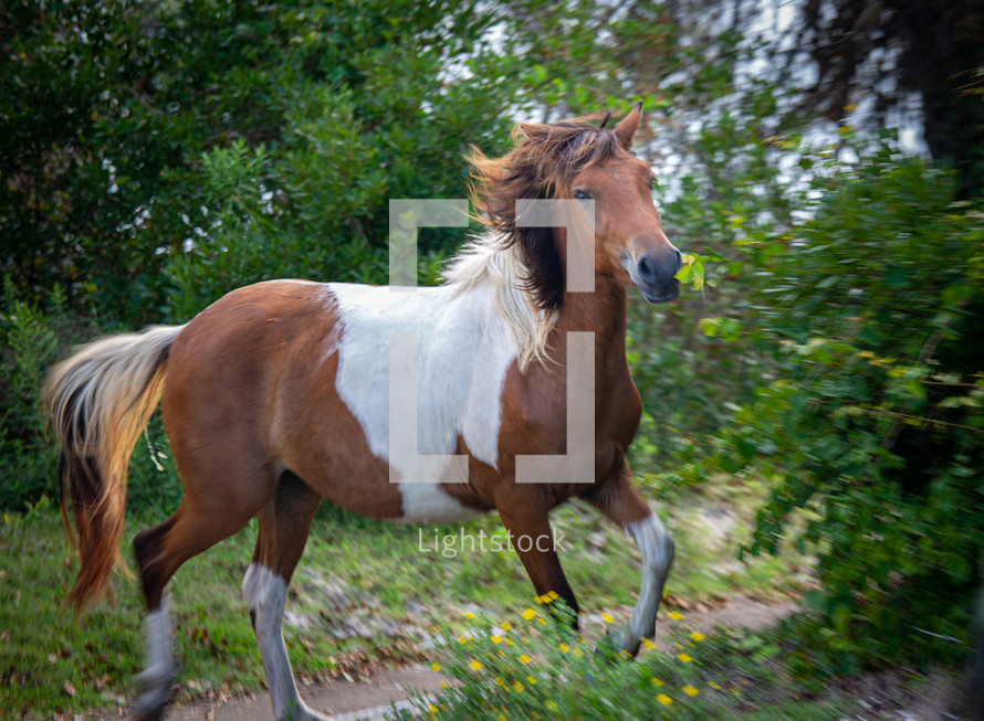 Brown and white wild horse in motion  