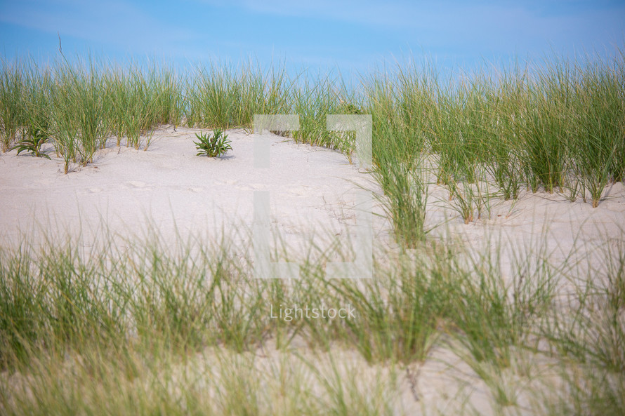 Grass and plants growing from sand dunes with blue sky 
