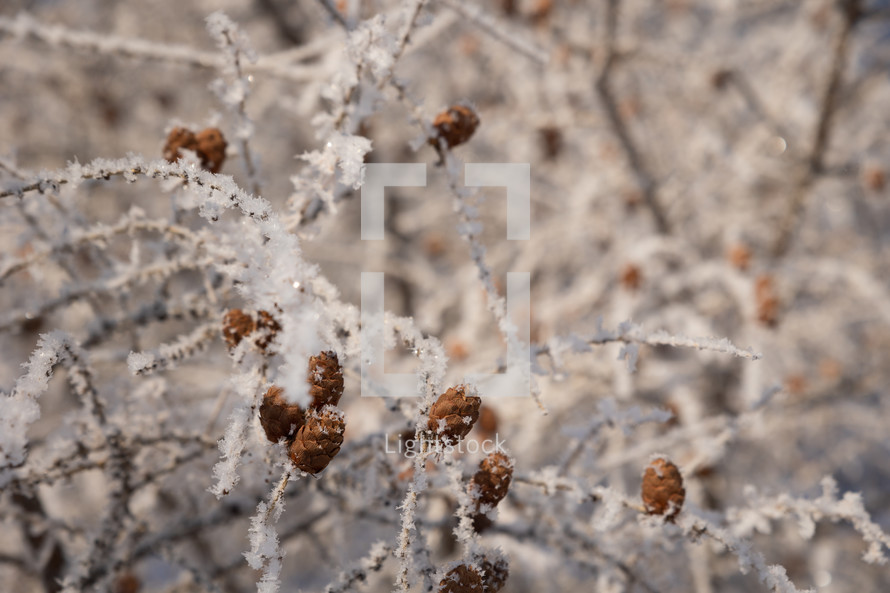 Bare, icy tree branches with pine cones