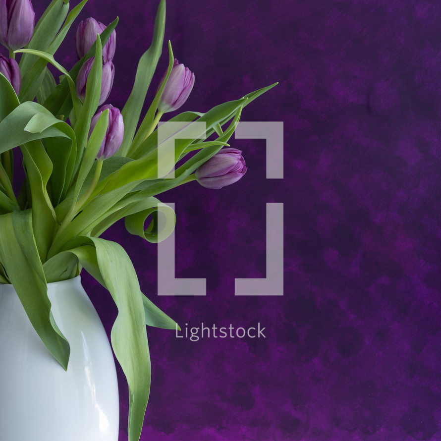 tulips in a vase on a purple background 