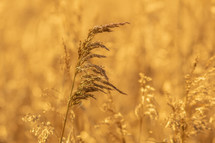 Warm Golden Grasses in a Marsh, Ireland
