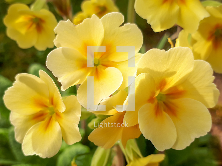 Three Yellow Primrose Flowers in the Garden