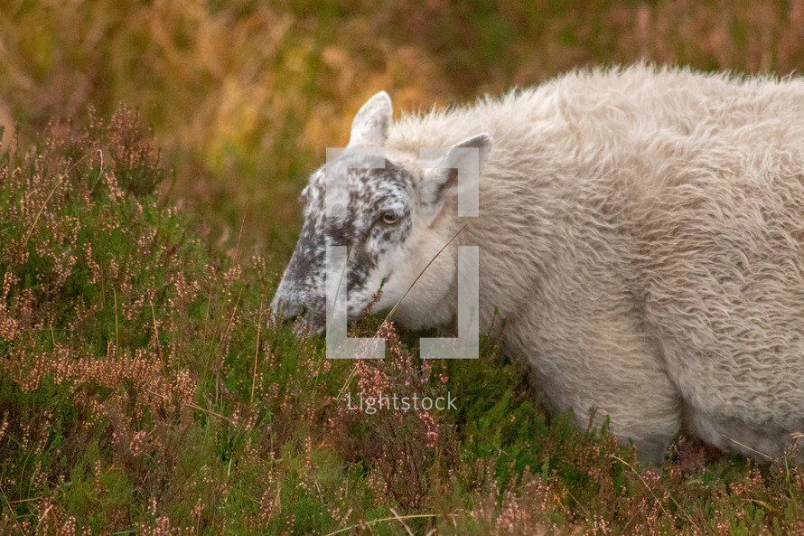 Sheep Feeding in the Heather in the Wicklow Mountains