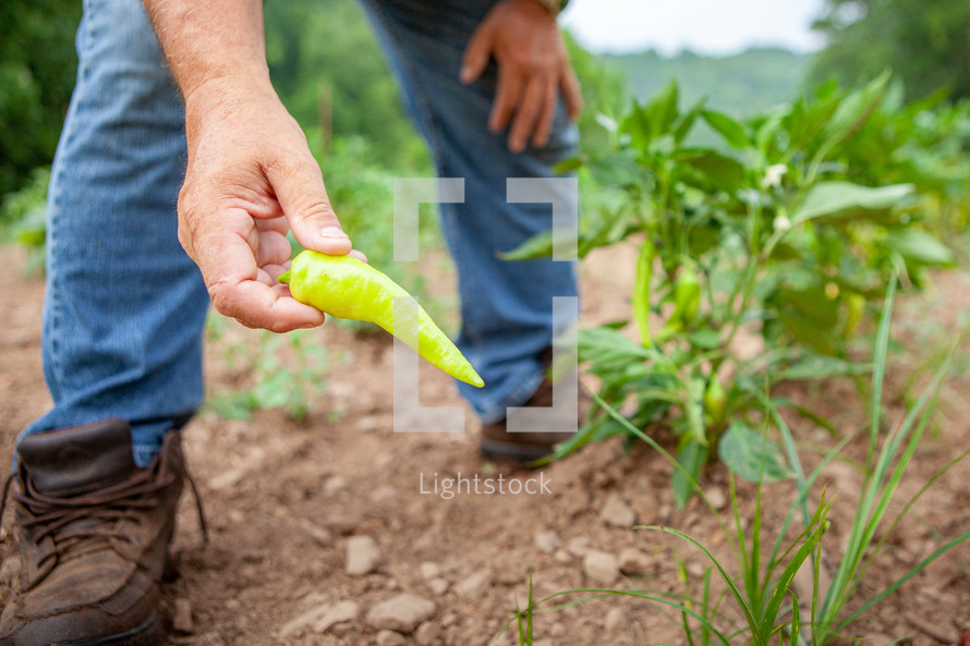 Man holding pepper picked from garden