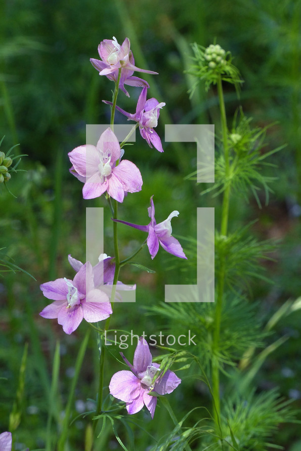 purple pink flowers on a stalk surrounded by soft green