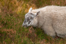 Sheep Feeding in the Heather in the Wicklow Mountains