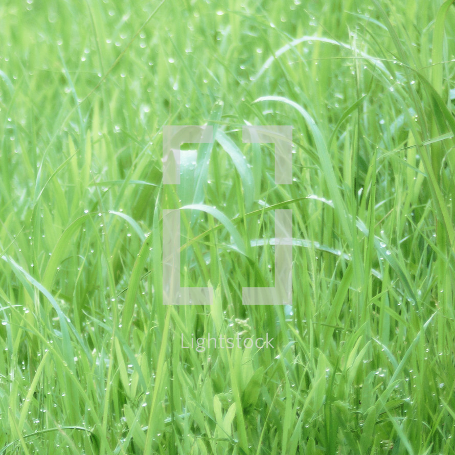 wet grass in a lawn or meadow with shallow depth of field