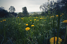 field of dandelions and grass