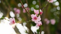 Close up of a cherry blossom tree.