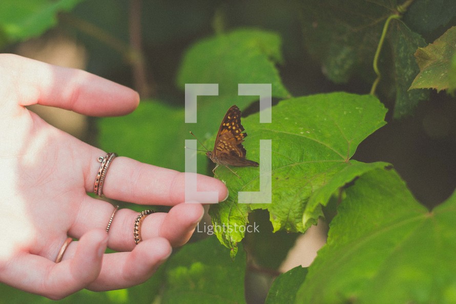 Butterfly on hands