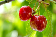cherries on a tree 