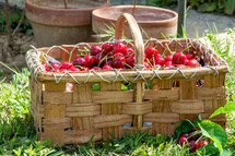 cherries in a basket 