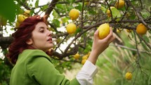 Woman picking a lemon off a lemon tree.