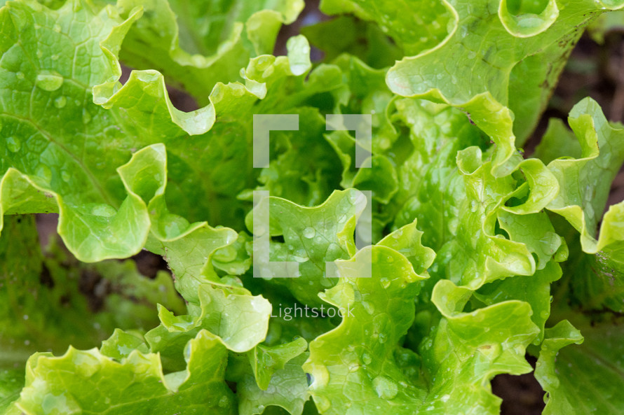 wet green lettuce 