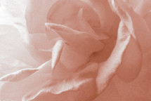 delicate apricot rose petals closeup 