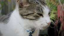 Cat outside in garden, closeup