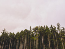 tall pine trees 