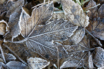 frost on fall leaves 
