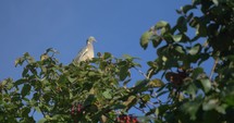 Pigeon sitting on the tree