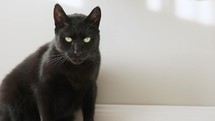A Huge Adult Black Cat Sitting Inside The House. Slow Motion
