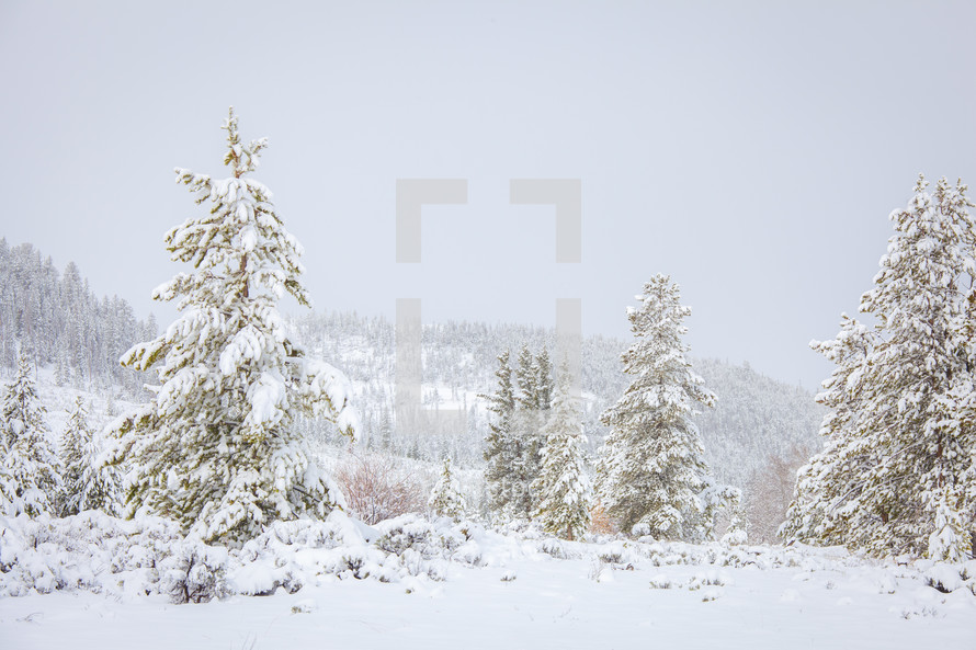 Winter landscape of evergreen trees covered in snow in front of mountain