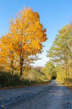 Bright orange fall tree next to rural gravel road through autumn forest vertical