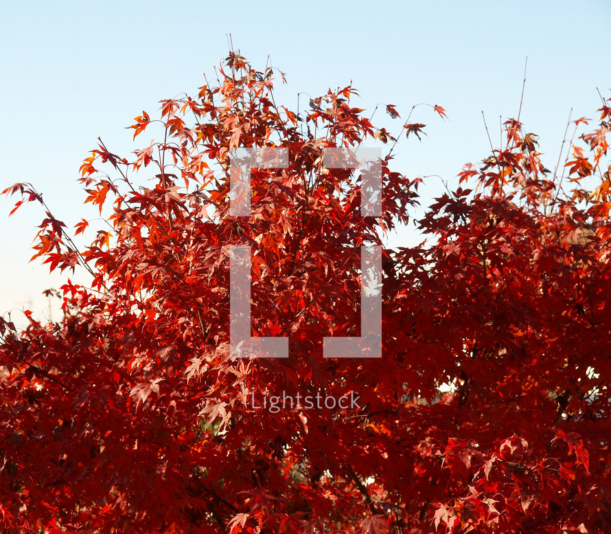 Canadian Red Maple leaves